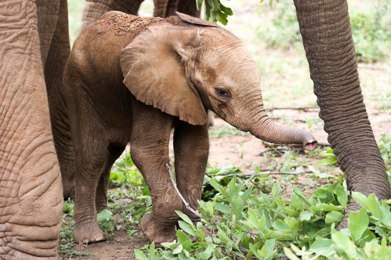 فيلا كونامي لودج Karongwe Game Reserve المظهر الخارجي الصورة