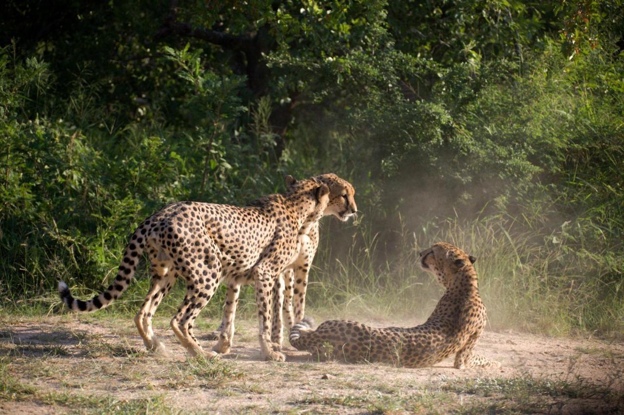 فيلا كونامي لودج Karongwe Game Reserve المظهر الخارجي الصورة