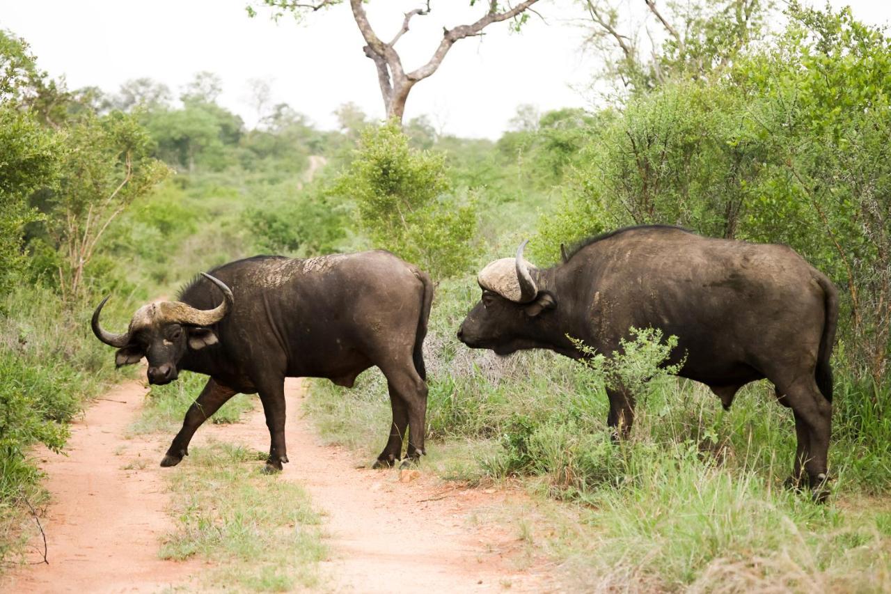 فيلا كونامي لودج Karongwe Game Reserve المظهر الخارجي الصورة