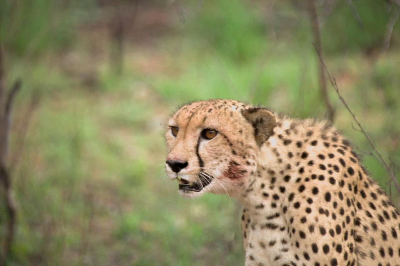 فيلا كونامي لودج Karongwe Game Reserve المظهر الخارجي الصورة