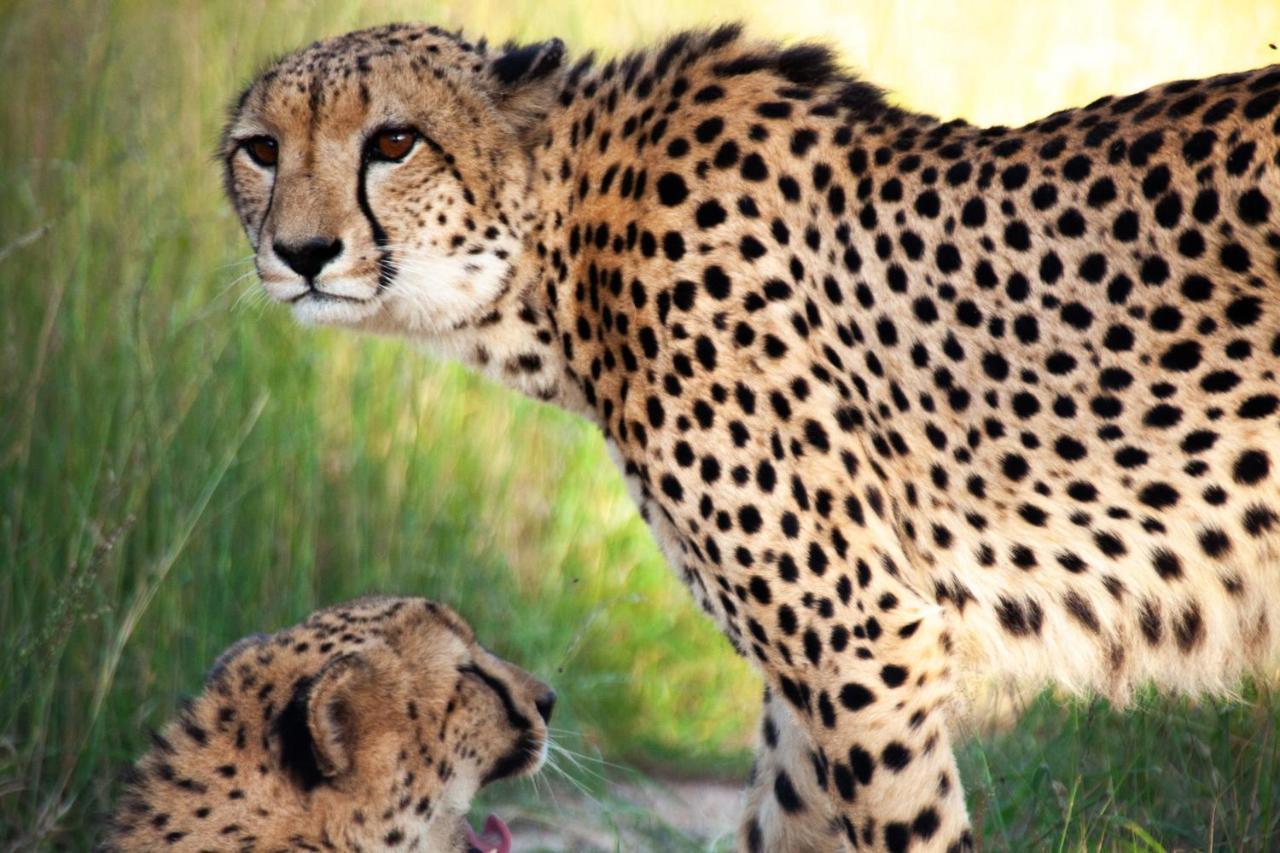 فيلا كونامي لودج Karongwe Game Reserve المظهر الخارجي الصورة