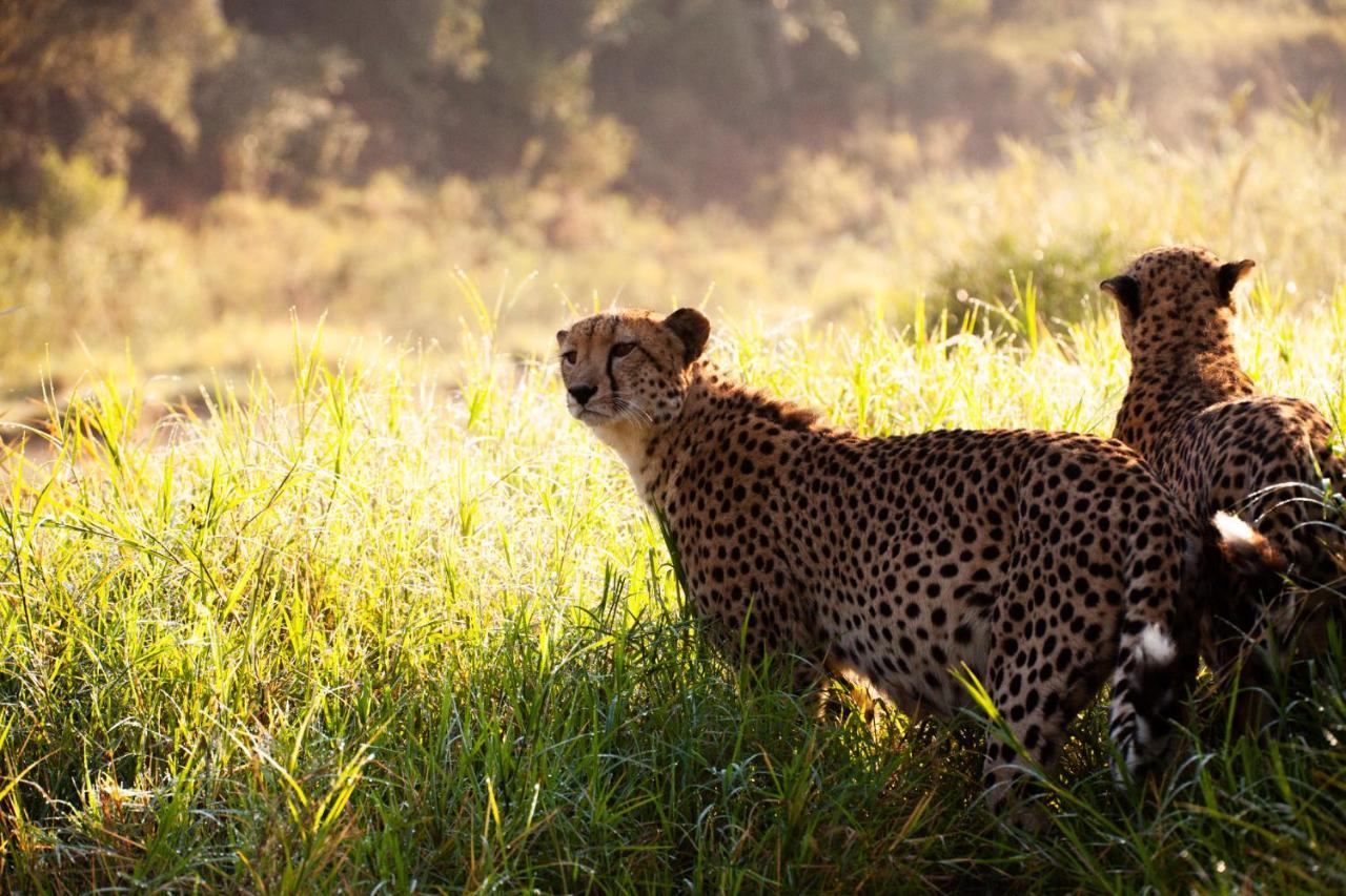فيلا كونامي لودج Karongwe Game Reserve المظهر الخارجي الصورة