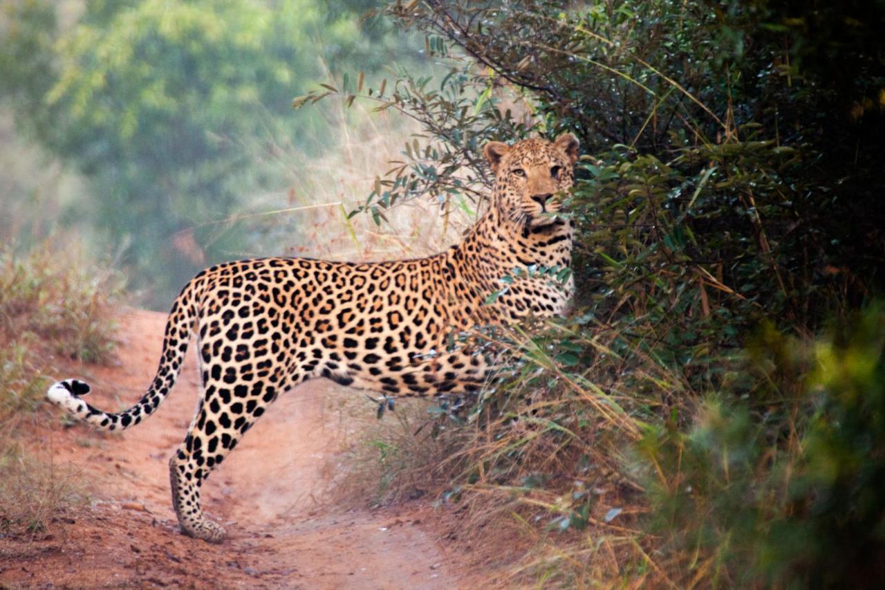فيلا كونامي لودج Karongwe Game Reserve المظهر الخارجي الصورة